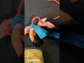 Sheet Bend Knot #knotskills #camping #campingtips #knots #knottips #roperescue #ropeaccess #knot
