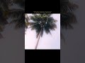 #trending #viral #shorts