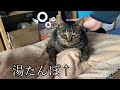 誰にも湯たんぽを渡す気はない居候の猫