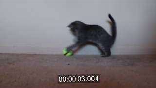 Kitten Playing with Tennis Ball on Carpet Compilation ~ Animation Reference Video