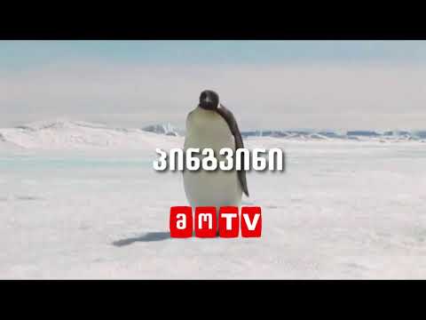 პინგვინი