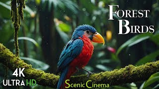 Jungle Birds 4K | Tropical Life Of Birds In Jungle | Scenic Cinema With Forest Sounds