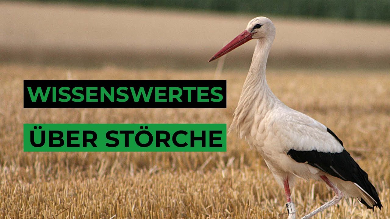 🔴 Livestream - Storchennest Fohrde - Nest 1 🐦 (White Stork, Bocian)