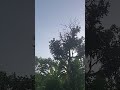 Suasana pagi saat ramadhan di kampung,anak tadarus, burung² selalu datang silih berganti#kicau