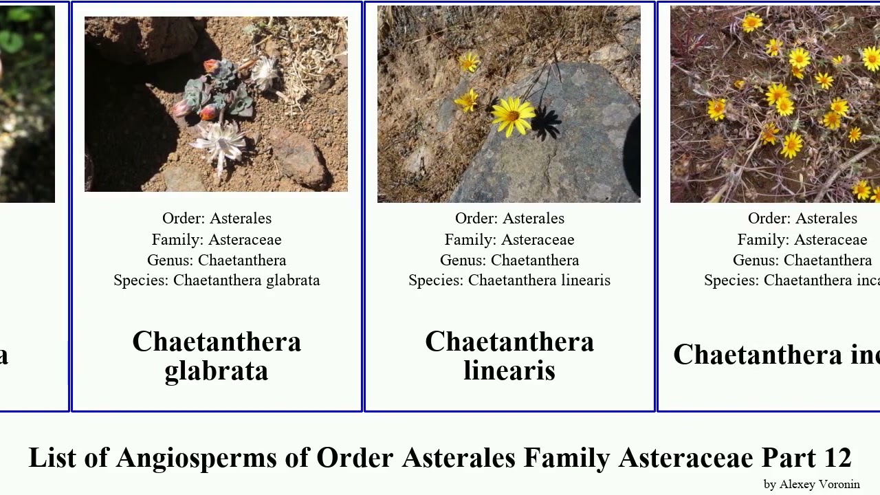 List of Angiosperms of Order Asterales Family Asteraceae Part 12 centaurea cheirolophus star tree