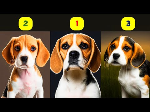 Video: Koliko Big Beagle & Boxer Štenci dobivaju?