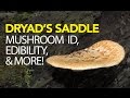 Foraging for dryads saddle  pheasant back mushroom