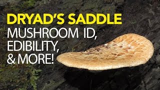 Foraging For Dryad's Saddle | Pheasant Back Mushroom