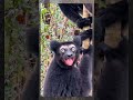 Lemur Bersuara Unik Kingjulian Lemur Shortvideo Video Subscribe Suarahewan Mata Lemur Bersuara Unik Kingjulian Lemur Shortvideo Video Subscribe Suarahewan Mata