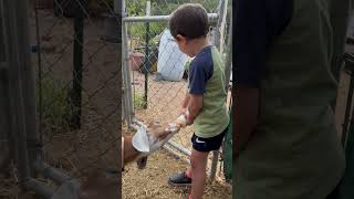 Farmer Boy Feeds Baby Goats for the First Time