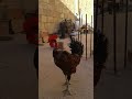 انظر إلى الديك كيف يهجم عليك عند لمس الدجاج 