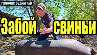 Забили свинью / Очень насыщенная неделя