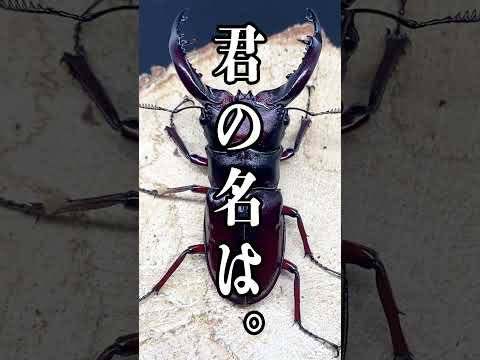 ホームセンターでクワガタムシを買わない理由３選 