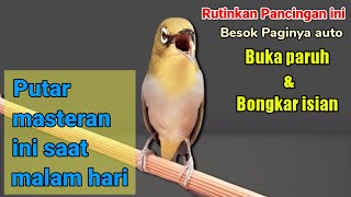 terapi PLECI NGALAS sore hari - bikin pleci gacor buka paruh (PATEN MENGUNDANG BUNYI)
