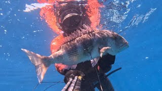 Dentex 3.3kg