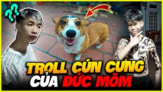 Vlog Big Troll Of Duc Mots Pet Dog Laughing Inside