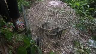 Yos Hav Zoov 2020 -Cuab Noog Haus Ploov