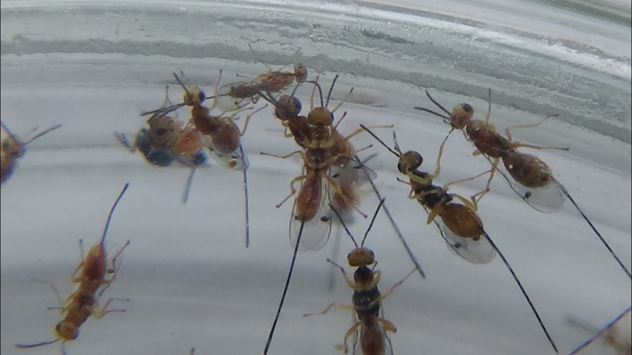 Phytophagous Chalcid Wasps Megastigmus. 25.05.2022. Kyiv, Ukraine. 81 day of war.