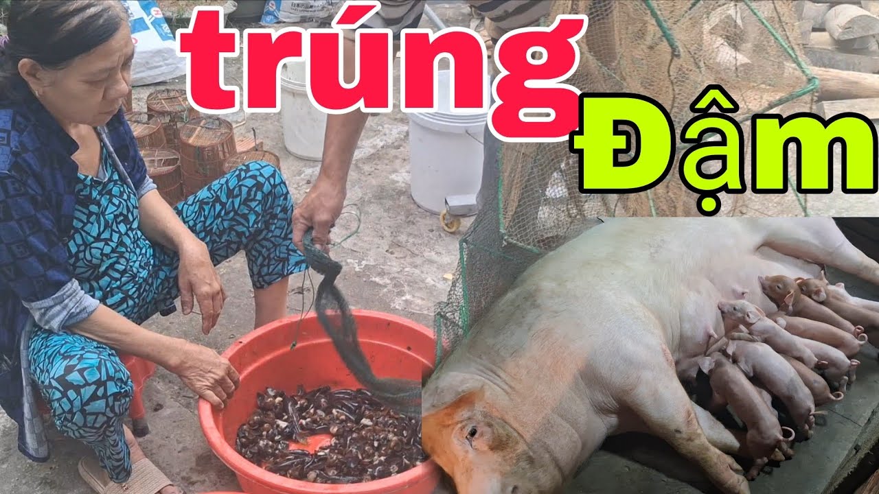 Vô mánh heo và xì Tung trúng cá bống..... 