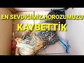 SÜS KAFESLERİMİZİ GEZDİK. AMERAUCANA KÜMESİNDE UZUN ZAMANDIR GÖSTERMEDİĞİMİZ CİVCİVLERİMİZE  ZİYARET