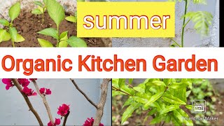 छोटे कंटेनरों में सब्जियां/ऑर्गेनिक किचन गार्डनिंग/Summer vegetables/#home #1k #dailyvlog #kitchen