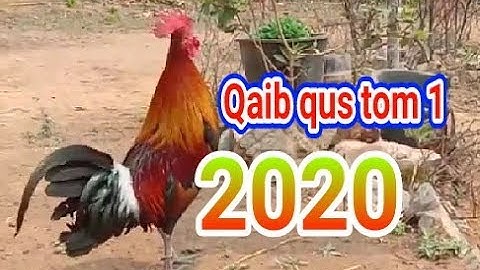 Qaib qus txuam tom 1 kheev qua heev