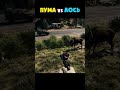 Лось против Пумы в far cry 5