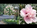 Cottage Farms 1-Piece Strawberry Smoothie Rose of Sharon Tree on QVC