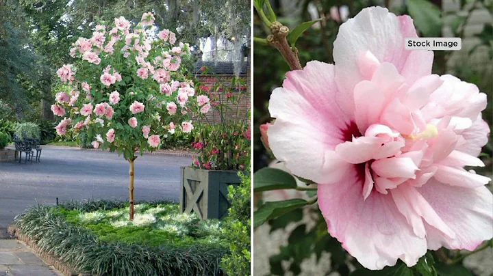 Cottage Farms 1-Piece Strawberry Smoothie Rose of Sharon Tree on QVC