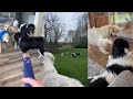 Golden Retriever & Newfoundland Dogs Shenanigans From The Past Week