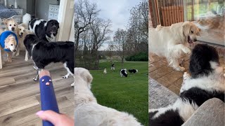 Golden Retriever & Newfoundland Dogs Shenanigans From The Past Week