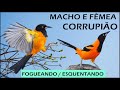 CANTO DO CORRUPIÃO MACHO X CORRUPIÃO FÊMEA,ESQUENTANDO E FOGUEANDO /ESQUENTE SEUS FILHOTES E ADULTOS