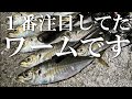 一番気になっていたワームを使ってみたら予想以上の爆釣でした一軍入り決定！