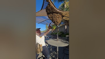 This HUGE swarm was thinking of moving into our clients roof! #bee #animal #nature