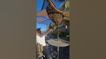 This HUGE swarm was thinking of moving into our clients roof! #bee #animal #nature