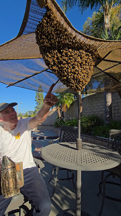 This HUGE swarm was thinking of moving into our clients roof! #bee #animal #nature