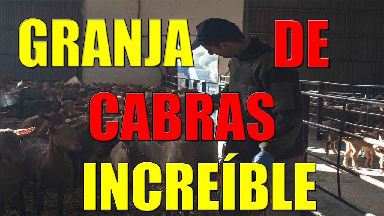 ✅GRANJA DE CABRAS MALAGUEÑAS | Lo que no conocías |