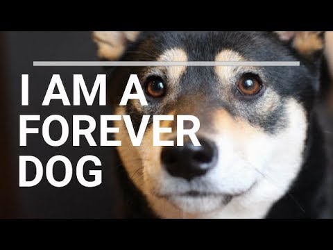 I Am A Forever Dog Youtube