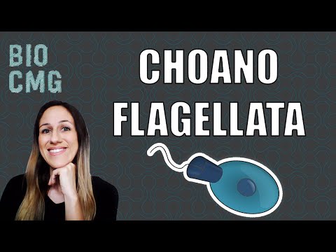 Vídeo: Como os coanoflagelados e as esponjas são semelhantes?