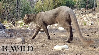 Download Lagu Mexico Wildlife /Jaguarundi, Onza, Javelina, Deer, CaraCara, Gray Fox, Rattle Snake / Trail Cam Art MP3 Download Lagu Mexico Wildlife /Jaguarundi, Onza, Javelina, Deer, CaraCara, Gray Fox, Rattle Snake / Trail Cam Art MP3