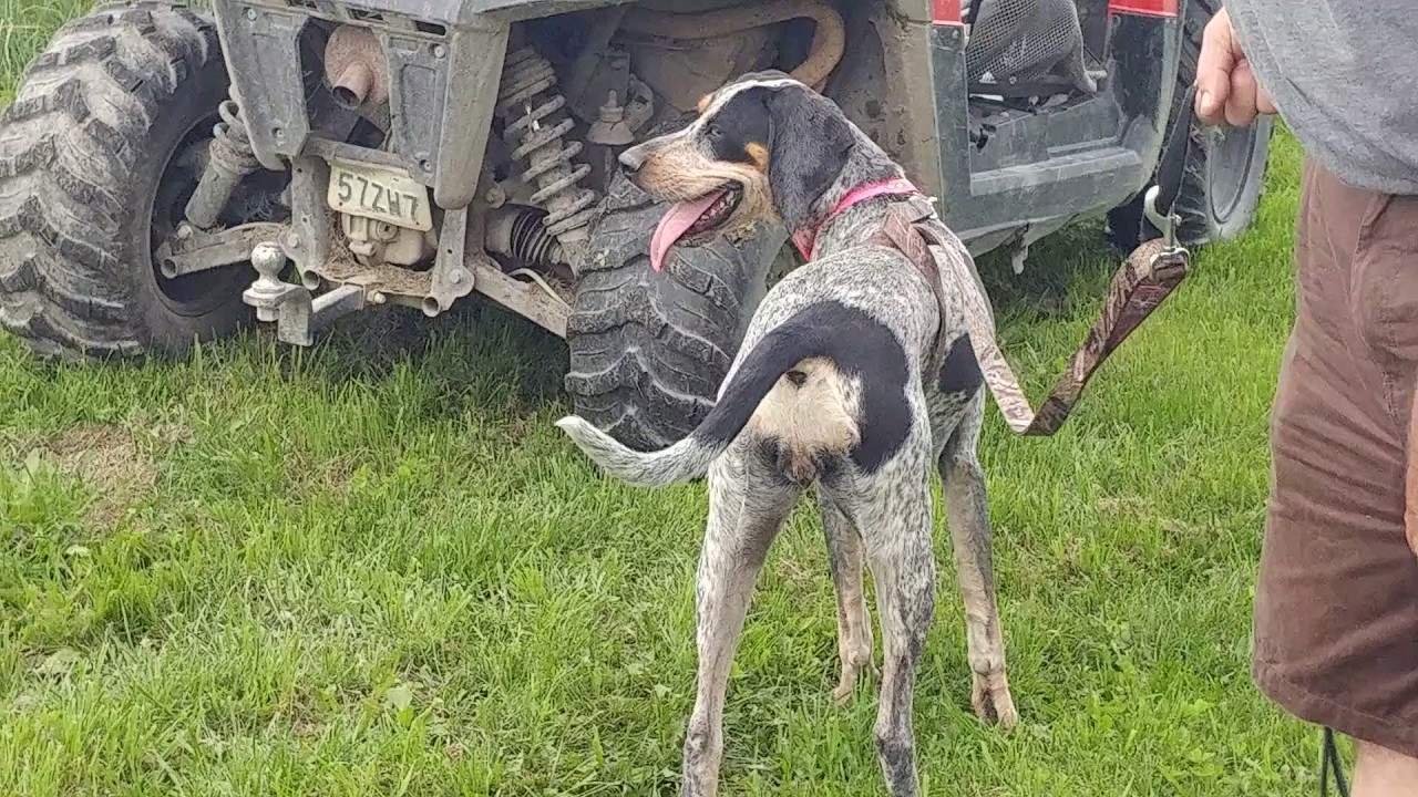 Bluetick Coonhound Size Chart