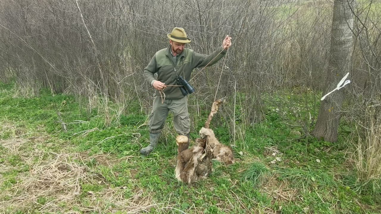 Zakladanie vlečenej stopy pre poľovníckeho psa