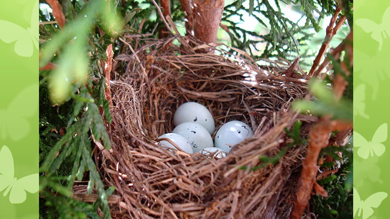 Their nests. Туя гнездо. Гнездо гнездо зарянки птенец. Гнездо касиков. Крапивник яйца в гнезде.