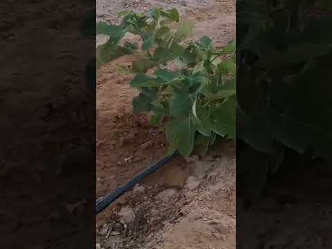 زراعه التين الاسباني الاحمر الدهب الاخضر