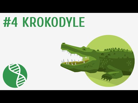 Wideo: Ile waży krokodyl? Najmniejszy i największy krokodyl. Jak długo żyją krokodyle?