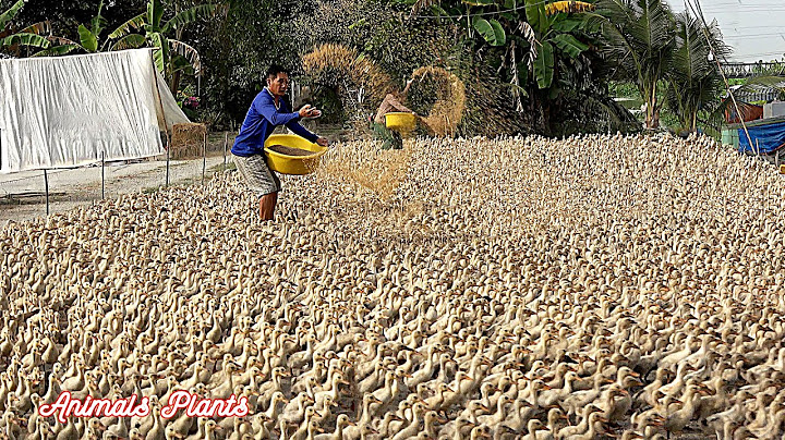 The duck | The process of raising laying ducks from hatching eggs to laying eggs.Animals Plants
