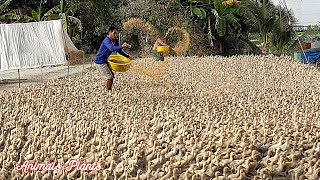 Bebek | Proses beternak itik dari tetas telur sampai bertelur .Hewan Tumbuhan