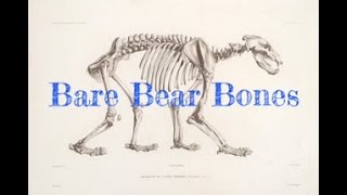 Bare Bear Bones