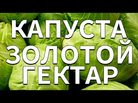 Обзор сорта капусты "Золотой гектар" (характеристики, свойства, фото)