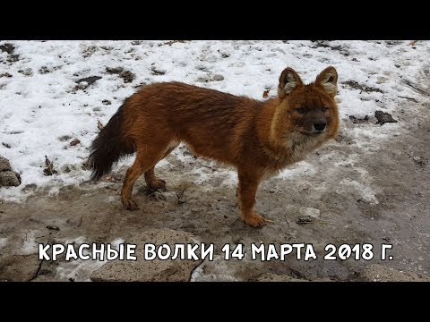 КРАСНЫЕ ВОЛКИ 14 МАРТА 2018 Г.